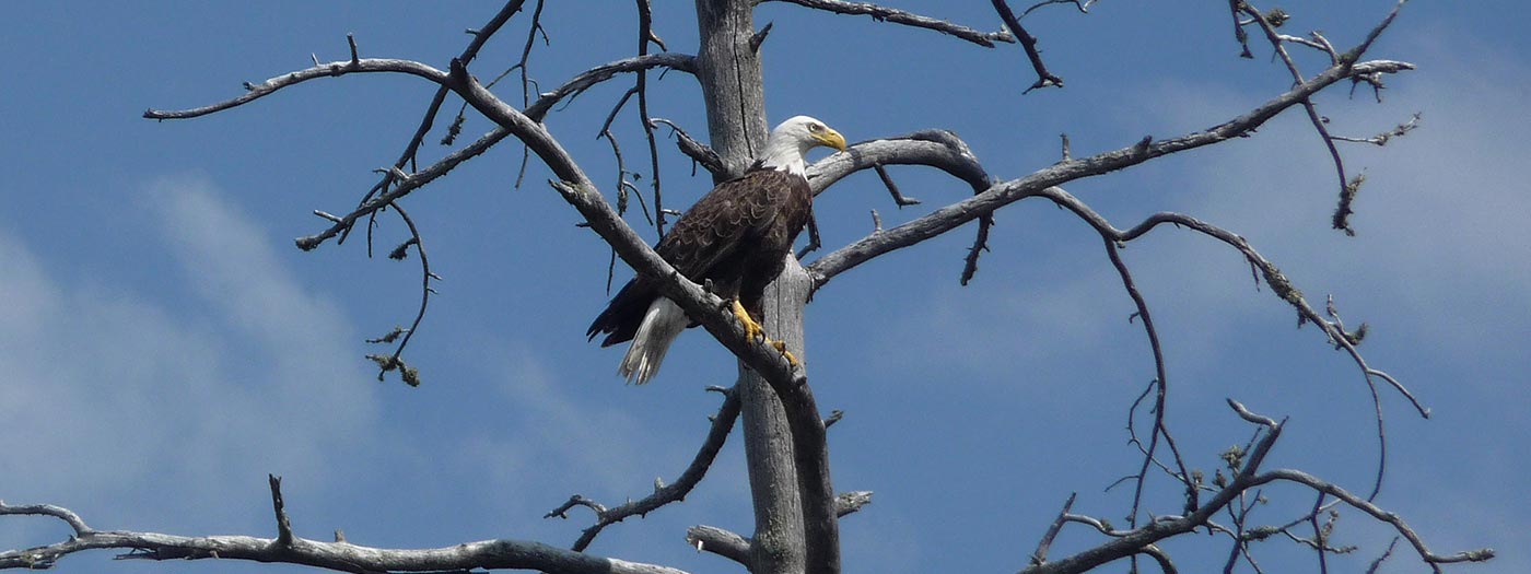 Bald Eagle